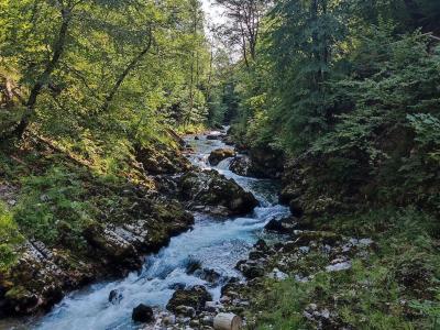 Bohinjska Bela