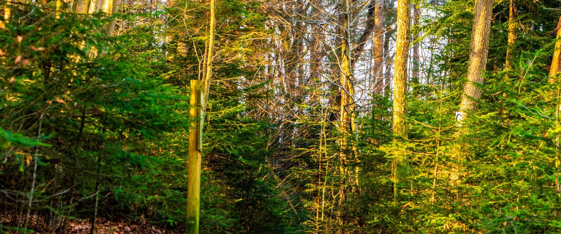Town Forest